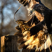 Buy canvas prints of Golden Eagle by Drew Davies