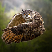 Buy canvas prints of European Eagle Owl by Drew Davies