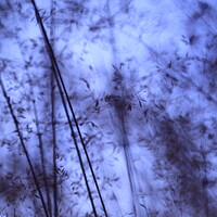 Buy canvas prints of Meadow in dark blue night  by Roman Zajíc
