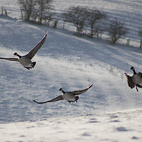 Buy canvas prints of Geese in flight by Dawn Tonge