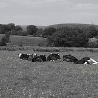 Buy canvas prints of Afternoon cow nap by Dawn Tonge