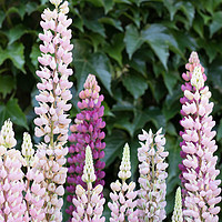 Buy canvas prints of Lupins  by Dawn Tonge