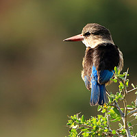 Buy canvas prints of Brown Hooded Kingfisher by Pete Leyland