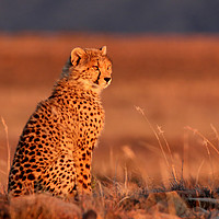 Buy canvas prints of Cheetah Sunset by Pete Leyland