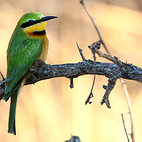 Buy canvas prints of Little Bee Eater by Pete Leyland