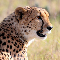 Buy canvas prints of Cheetah On The Lookout by Pete Leyland
