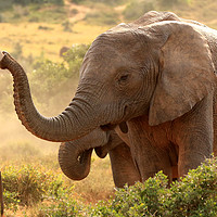 Buy canvas prints of Elephant Communication by Pete Leyland
