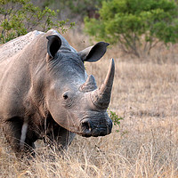 Buy canvas prints of White Rhino by Pete Leyland