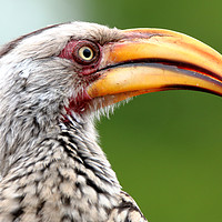 Buy canvas prints of Yellow Billed Hornbill by Pete Leyland