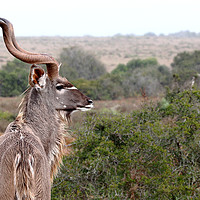 Buy canvas prints of Kudu Enduring The Rain by Pete Leyland