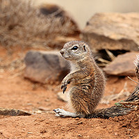 Buy canvas prints of Baby Ground Squirrel by Pete Leyland