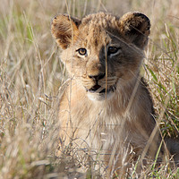 Buy canvas prints of Lion Cub by Pete Leyland