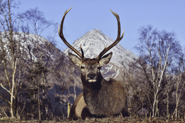 Glen Etive Stag, Scotland Picture Board by Ryan Brown