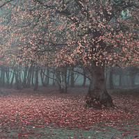 Buy canvas prints of The Magical Forest by Kevin Mcguinness