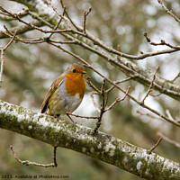 Buy canvas prints of Robin in tree by Bob Hall