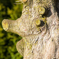 Buy canvas prints of Tree face by Bob Hall