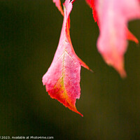 Buy canvas prints of Lonely leaf by Bob Hall
