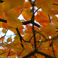 Buy canvas prints of Zoomed in Autumn by Bob Hall