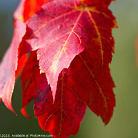 Buy canvas prints of Red leaf by Bob Hall
