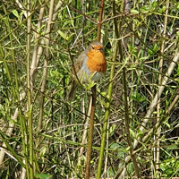 Buy canvas prints of A Robin sitting on a branch by Bob Hall