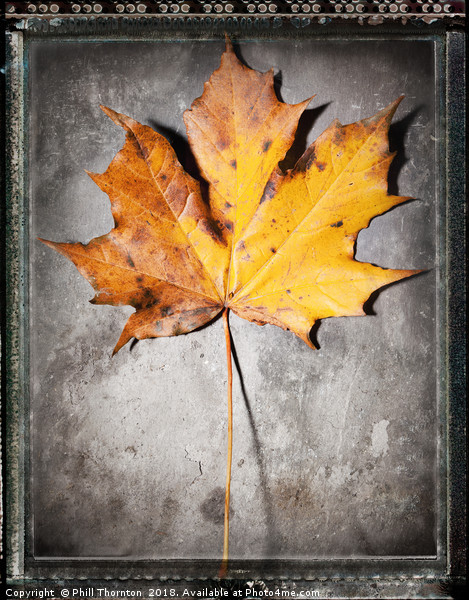 Maple Leaf on Slate Picture Board by Phill Thornton