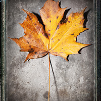 Buy canvas prints of Maple Leaf on Slate by Phill Thornton