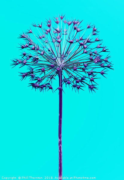 Abstract Allium No.4 Picture Board by Phill Thornton