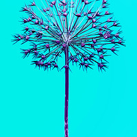 Buy canvas prints of Abstract Allium No.4 by Phill Thornton