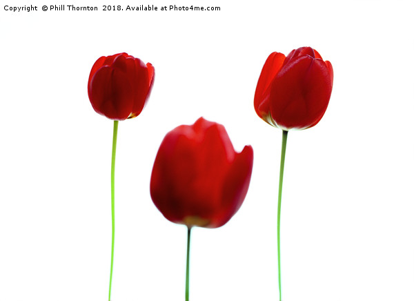 Three Red Tulips Picture Board by Phill Thornton