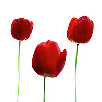 Buy canvas prints of Three Red Tulips by Phill Thornton
