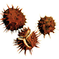 Buy canvas prints of Three Conkers by Phill Thornton