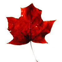 Buy canvas prints of Maple Leaf on White. by Phill Thornton