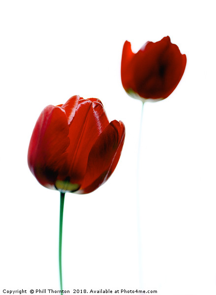 2 Red Tulips Picture Board by Phill Thornton