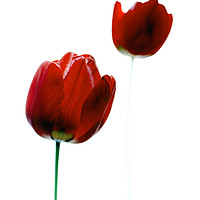 Buy canvas prints of 2 Red Tulips by Phill Thornton