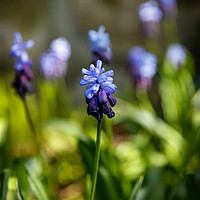 Buy canvas prints of A Flowering Two-Tone Grape Hyacinths. by Phill Thornton