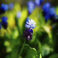 Buy canvas prints of A bunch of flowering Two-Tone Grape Hyacinths, No. by Phill Thornton