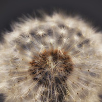Buy canvas prints of Close up of a Dandelion head. by Phill Thornton