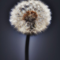 Buy canvas prints of Close up of a Dandelion head, No. 2. by Phill Thornton