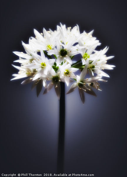 Wild Garlic flower Picture Board by Phill Thornton