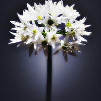 Buy canvas prints of Wild Garlic flower by Phill Thornton