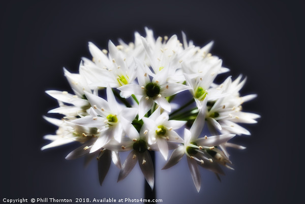 Wild Garlic flower No. 2 Picture Board by Phill Thornton