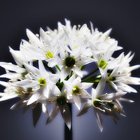Buy canvas prints of Wild Garlic flower No. 2 by Phill Thornton