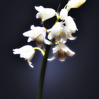 Buy canvas prints of The white Bluebell. by Phill Thornton