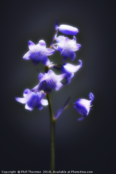 The blue Bluebell. Picture Board by Phill Thornton