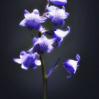 Buy canvas prints of The blue Bluebell. by Phill Thornton
