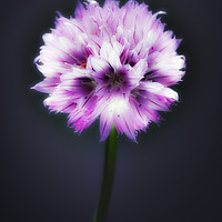 Buy canvas prints of Single flowering Chive herb. by Phill Thornton