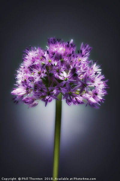 Single purple Allium. Picture Board by Phill Thornton