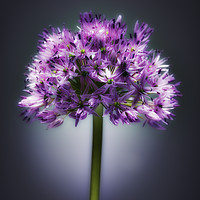 Buy canvas prints of Single purple Allium. by Phill Thornton