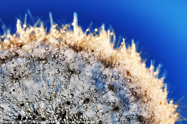Abstract close up of a Dandelion head, with dew. Picture Board by Phill Thornton