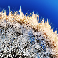 Buy canvas prints of Abstract close up of a Dandelion head, with dew. by Phill Thornton